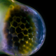Illustration for article titled Under a microscope, the smallest animals on Earth become beautiful nightmare fuel
